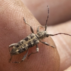 Pempsamacra dispersa at Bredbo, NSW - 12 Jan 2020