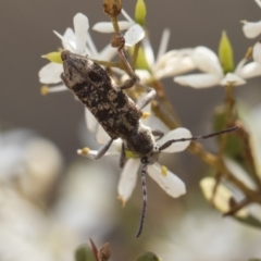 Pempsamacra dispersa at Bredbo, NSW - 12 Jan 2020