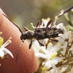 Pempsamacra dispersa at Bredbo, NSW - 12 Jan 2020