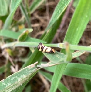 Olbonoma triptycha at Murrumbateman, NSW - 2 Jan 2021