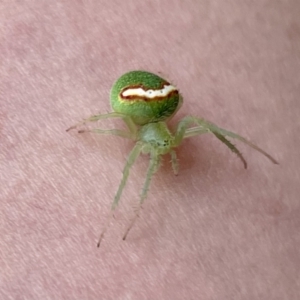 Araneus circulissparsus (species group) at Watson, ACT - 2 Jan 2021