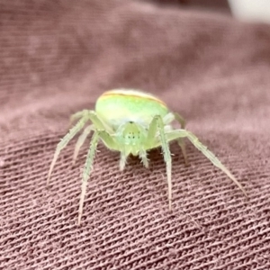 Araneus circulissparsus (species group) at Watson, ACT - 2 Jan 2021