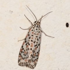 Utetheisa pulchelloides (Heliotrope Moth) at Melba, ACT - 17 Dec 2020 by kasiaaus