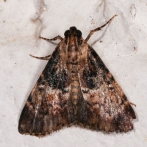 Orthaga thyrisalis at Melba, ACT - 16 Dec 2020 11:22 PM