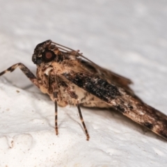 Orthaga thyrisalis at Melba, ACT - 16 Dec 2020 11:22 PM