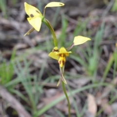 Diuris sulphurea (Tiger Orchid) at Yass River, NSW - 31 Oct 2020 by 120Acres