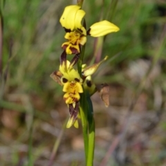 Diuris sulphurea at Yass River, NSW - suppressed