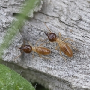 Nasutitermes sp. (genus) at Michelago, NSW - 9 Mar 2020