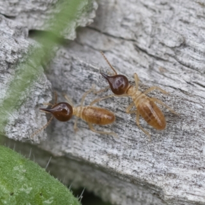 Nasutitermes sp. (genus) (Snouted termite, Gluegun termite) at Michelago, NSW - 9 Mar 2020 by Illilanga