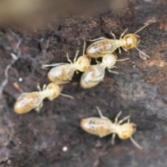 Nasutitermes sp. (genus) at Michelago, NSW - 9 Mar 2020