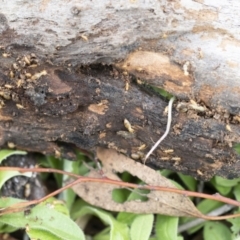 Nasutitermes sp. (genus) at Michelago, NSW - 9 Mar 2020