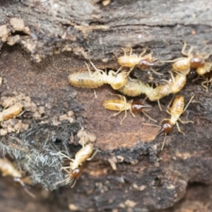 Nasutitermes sp. (genus) at Michelago, NSW - 9 Mar 2020