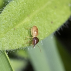 Nasutitermes sp. (genus) at Michelago, NSW - 9 Mar 2020