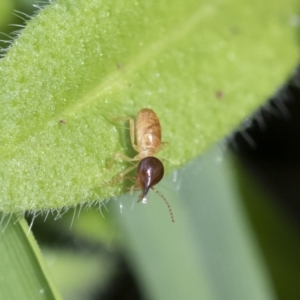 Nasutitermes sp. (genus) at Michelago, NSW - 9 Mar 2020