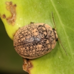Trachymela sp. (genus) (Brown button beetle) at Melba, ACT - 17 Dec 2020 by kasiaaus