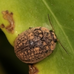 Trachymela sp. (genus) at Melba, ACT - 17 Dec 2020