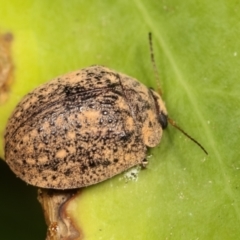Trachymela sp. (genus) at Melba, ACT - 17 Dec 2020
