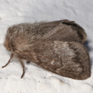 Pernattia pusilla at Melba, ACT - 17 Dec 2020 11:16 PM