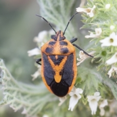 Agonoscelis rutila (Horehound bug) at Illilanga & Baroona - 14 Nov 2019 by Illilanga