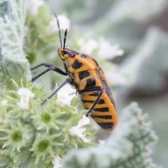 Agonoscelis rutila at Michelago, NSW - 15 Nov 2019 09:50 AM