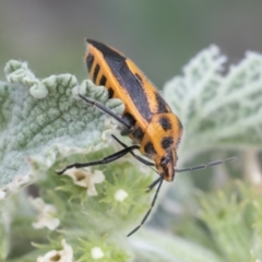 Agonoscelis rutila at Michelago, NSW - 15 Nov 2019 09:50 AM