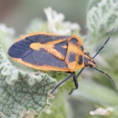 Agonoscelis rutila at Michelago, NSW - 15 Nov 2019 09:50 AM