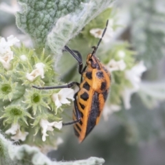 Agonoscelis rutila at Michelago, NSW - 15 Nov 2019 09:50 AM