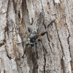 Laphria telecles at Bredbo, NSW - 6 Feb 2020 01:21 PM