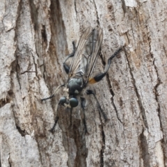 Laphria telecles (A robber-fly) at Bredbo, NSW - 6 Feb 2020 by Illilanga