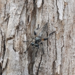 Laphria telecles at Bredbo, NSW - 6 Feb 2020