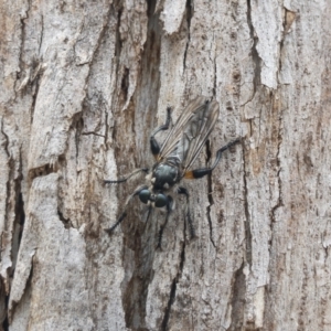 Laphria telecles at Bredbo, NSW - 6 Feb 2020 01:21 PM