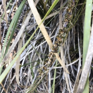 Lomandra longifolia at Bredbo, NSW - 12 Jan 2020