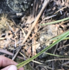 Lomandra longifolia at Bredbo, NSW - 12 Jan 2020