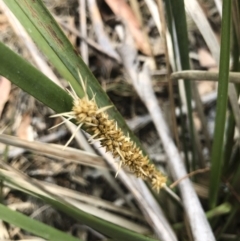Lomandra longifolia (Spiny-headed Mat-rush, Honey Reed) at Bredbo, NSW - 6 Feb 2020 by Illilanga