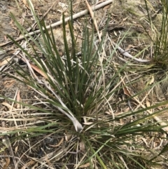 Lomandra longifolia at Bredbo, NSW - 6 Feb 2020