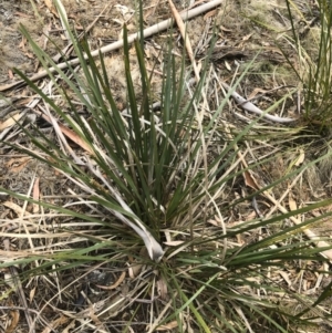 Lomandra longifolia at Bredbo, NSW - 6 Feb 2020 12:40 PM