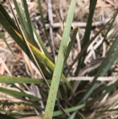 Lomandra longifolia at Bredbo, NSW - 6 Feb 2020