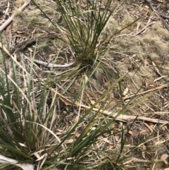 Lomandra longifolia at Bredbo, NSW - 6 Feb 2020