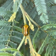 Calomela juncta (Leaf beetle) at Murrumbateman, NSW - 2 Jan 2021 by SimoneC