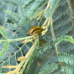 Calomela juncta at Murrumbateman, NSW - 2 Jan 2021