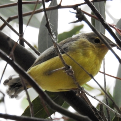 Gerygone olivacea (White-throated Gerygone) at Lions Youth Haven - Westwood Farm - 2 Jan 2021 by HelenCross