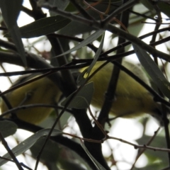 Gerygone olivacea at Kambah, ACT - 2 Jan 2021