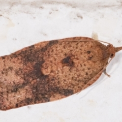 Epiphyas postvittana (Light Brown Apple Moth) at Melba, ACT - 16 Dec 2020 by kasiaaus