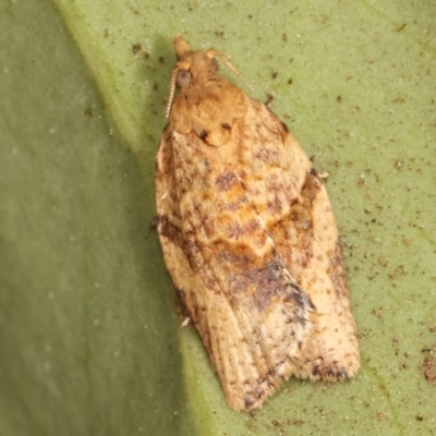 Epiphyas postvittana (Light Brown Apple Moth) at Melba, ACT - 16 Dec 2020 by kasiaaus