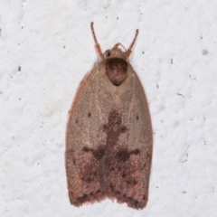 Heliocausta undescribed species (A Concealer moth (Wingia group)) at Melba, ACT - 16 Dec 2020 by kasiaaus
