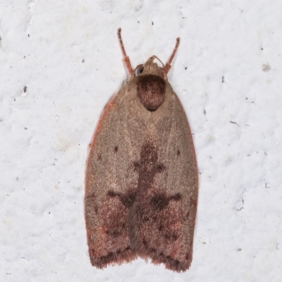 Heliocausta undescribed species (A concealer moth) at Melba, ACT - 16 Dec 2020 by kasiaaus