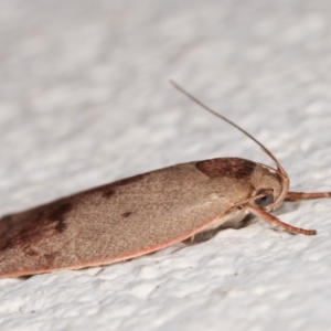 Heliocausta undescribed species at Melba, ACT - 16 Dec 2020 11:31 PM