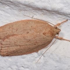 Garrha leucerythra (A concealer moth) at Melba, ACT - 16 Dec 2020 by kasiaaus