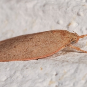 Garrha leucerythra at Melba, ACT - 16 Dec 2020