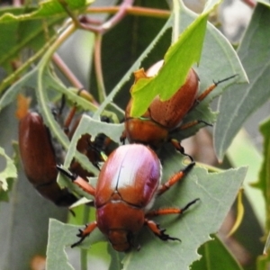 Anoplognathus brunnipennis at suppressed - 2 Jan 2021